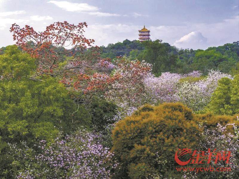 球盟会：千年IP重启！ 2025年“羊城八景”评选活动启动(图5)